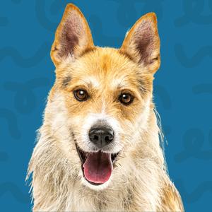 Close-up of a dog with its mouth open, tongue visible, and a blue background.