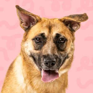 A dog with its tongue out.