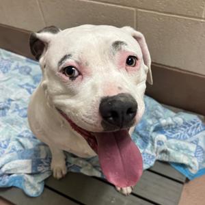 Cowboy, Terrier, Pit Bull, adult, available for adoption