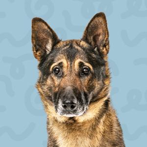 A close-up shot of a German Shepherd dog with a blue background.