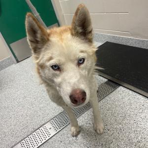 Estrella, Husky, adult, available for adoption