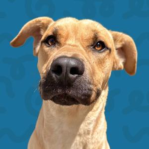 A close-up photo of a dog with brown eyes and tan fur, with a blue background.