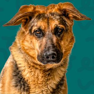 Elsie, Shepherd, German, adult, available for adoption