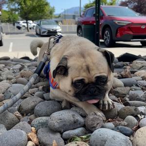 Bonnie, Pug, adult, available for adoption