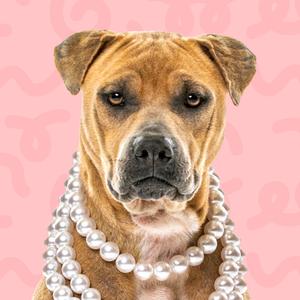 a dog wearing a pearl necklace