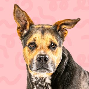 A dog with large ears