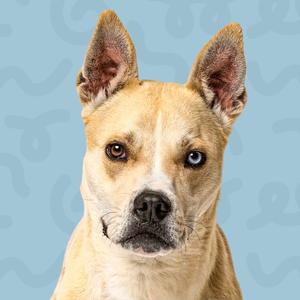 a dog with one brown eye and one blue eye