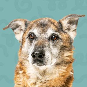 close up of a dog