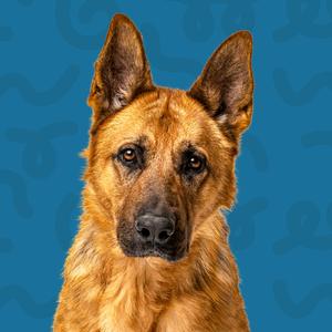A dog
