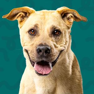 A close-up photo of a dog with tan fur, a happy expression, and its tongue hanging out.