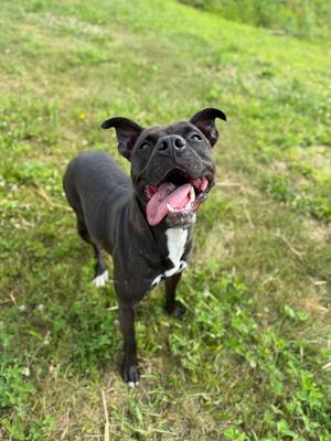 Esther - Fee Waived, American Staffordshire Terrier, adult, available for adoption