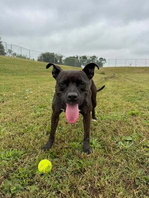 Esther - Fee Waived, American Staffordshire Terrier, adult, available for adoption