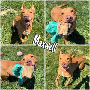 Maxwell, American Staffordshire Terrier / Australian Cattle Dog/Blue Heeler, adult, available for adoption