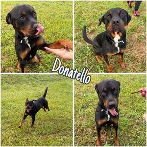 Donatello, Rottweiler, adult, available for adoption