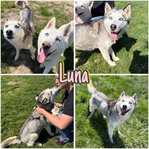 Luna, Husky, adult, available for adoption