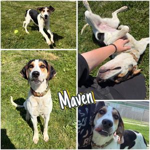 Maven, Treeing Walker Coonhound, young, available for adoption