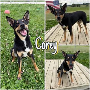 Corey, Australian Kelpie, adult, available for adoption