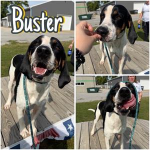 Buster, Coonhound, adult, available for adoption