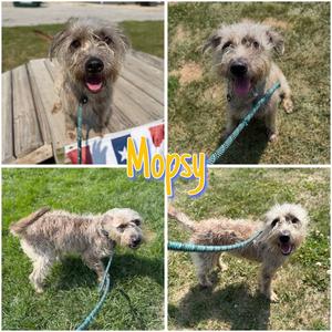 Mopsy, Terrier, young, available for adoption