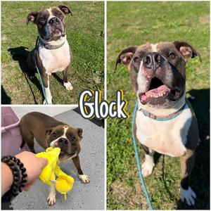 Glock, American Staffordshire Terrier, adult, available for adoption