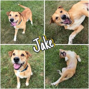 Jake, Labrador Retriever, adult, available for adoption