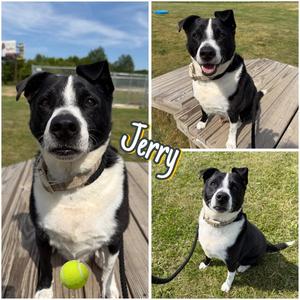 Jerry, Labrador Retriever, adult, available for adoption
