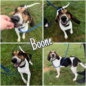 Boone, Hound, adult, available for adoption