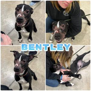 Bentley, American Staffordshire Terrier / Labrador Retriever, adult, available for adoption