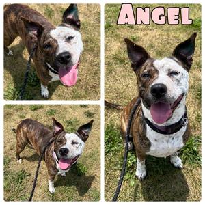 Angel, American Staffordshire Terrier / Australian Cattle Dog/Blue Heeler, adult, available for adoption