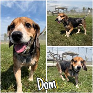 Dom, Beagle, adult, available for adoption