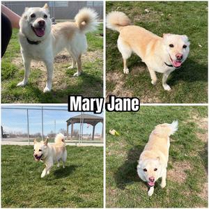 Mary Jane- Sponsored, Pomeranian / Husky, senior, available for adoption
