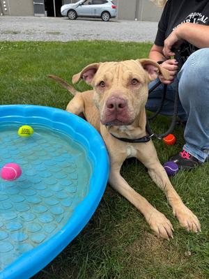 Macho, American Staffordshire Terrier, adult, available for adoption
