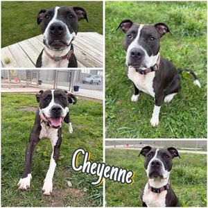 Cheyenne, American Staffordshire Terrier, young, available for adoption