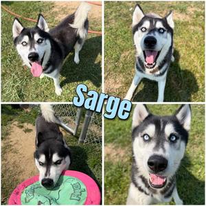 Sarge, Husky, adult, available for adoption