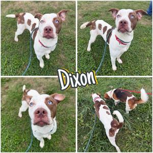 Dixon, American Staffordshire Terrier, young, available for adoption