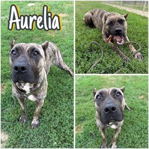 Aurelia, Cane Corso Mastiff, young, available for adoption