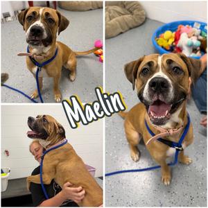 Maelin (aka Mae Mae), Cane Corso Mastiff, adult, available for adoption