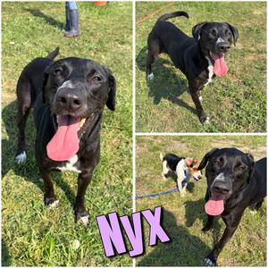Nyx, Labrador Retriever, adult, available for adoption