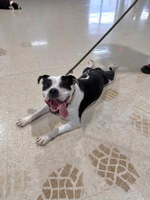 Pippin - Fee Waived - Long Term Resident, American Bulldog, young, available for adoption