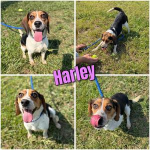 Harley, Beagle, adult, available for adoption