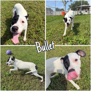 Bullet, Affenpinscher, young, available for adoption