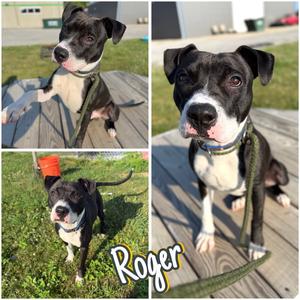 Roger, American Staffordshire Terrier, young, available for adoption