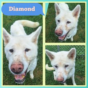 Diamond - Fee Waived, Husky, senior, available for adoption