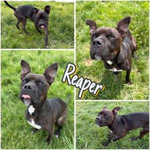 Reaper - Long Term Resident-Sponsored, Boxer / American Staffordshire Terrier, adult, available for adoption