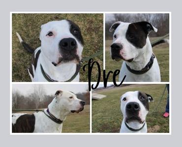 Dre, American Bulldog, adult, available for adoption
