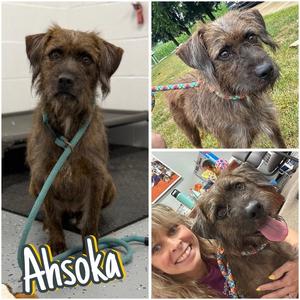 Ahsoka - Call for appt, Terrier, young, available for adoption