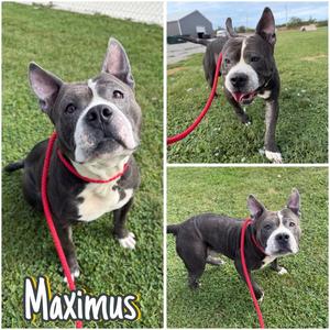 Maximus, American Staffordshire Terrier, adult, available for adoption