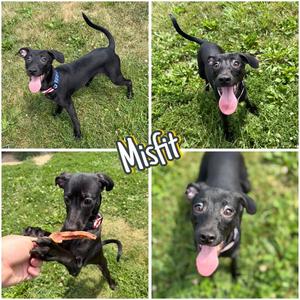 Misfit, Terrier, young, available for adoption