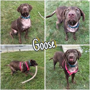 A collage of four images featuring a brown dog named Goose. The dog is wearing a collar and is shown in various poses on a grassy field.