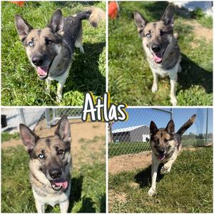 Atlas - Long Term Resident Sponsored, Husky / German Shepherd Dog, adult, available for adoption
